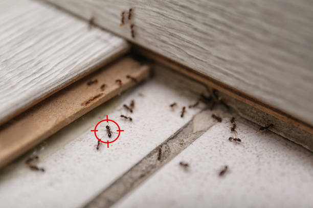 Best Commercial Pest Control Services  in Spanish Springs, NV