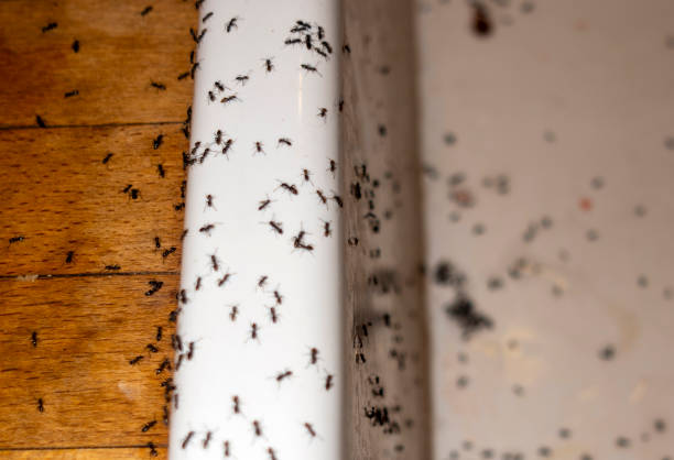 Best Pest Control Near Me  in Spanish Springs, NV